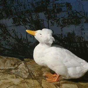 Meet your Posher, Phoebe